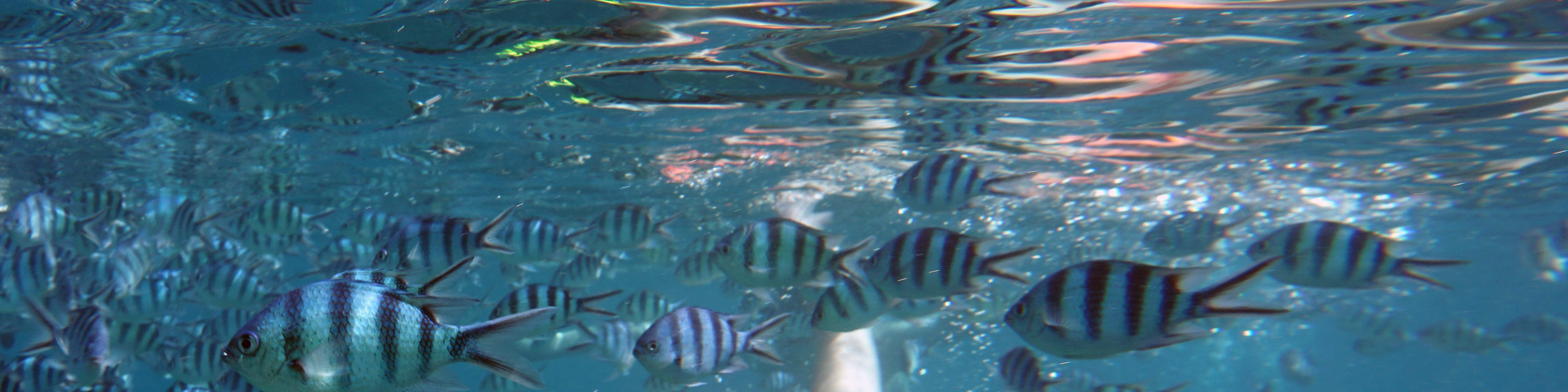 Perjalanan Snorkeling Sehari Penuh