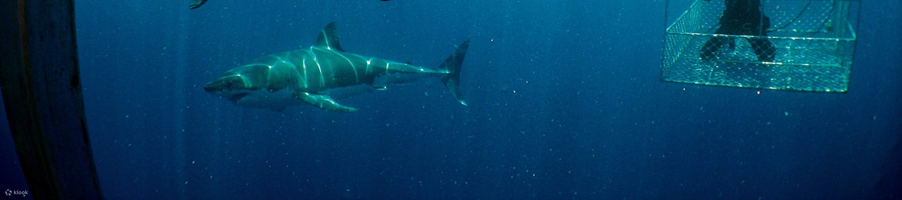 Aventura submarina de fin de semana en Port Lincoln