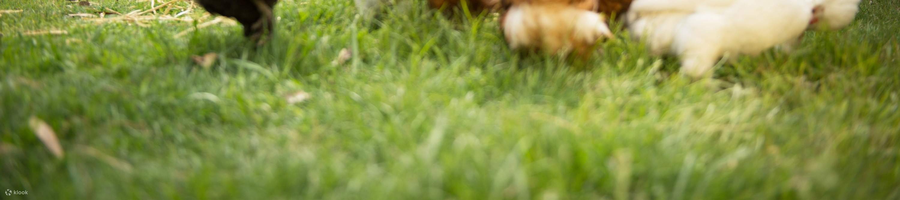 농장에 방문하여 솜털 같은 병아리들을 구경하고, 온 가족이 함께 즐거운 시간을 보내세요.