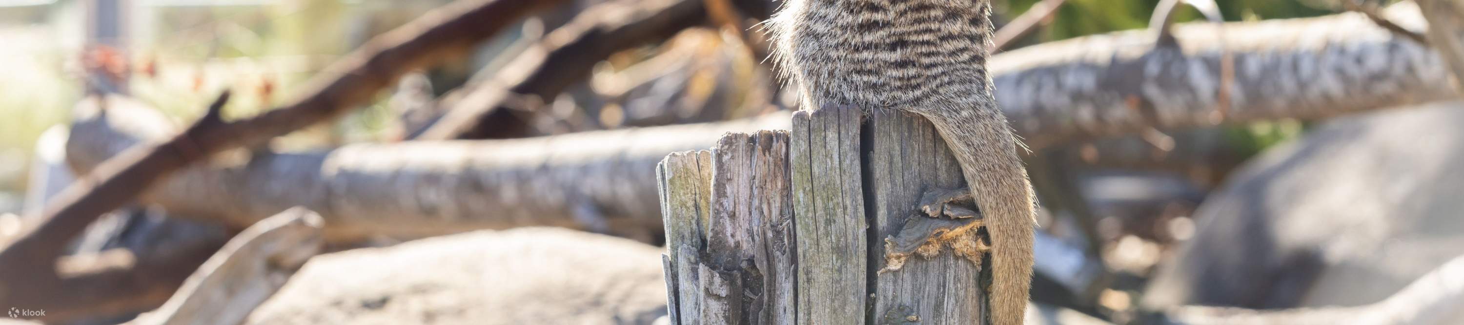 一只站立的狐獴