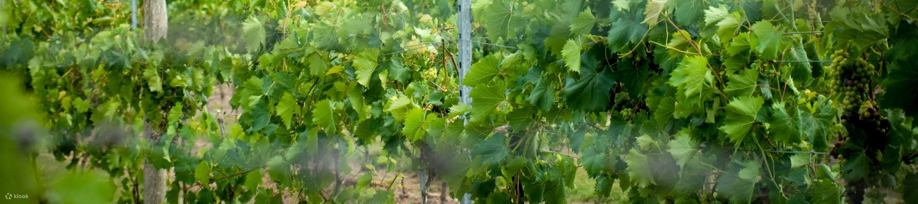 シロメット・ワイナリー (Sirromet Winery) のツアーに参加して、緑豊かなブドウ畑を散策しましょう。