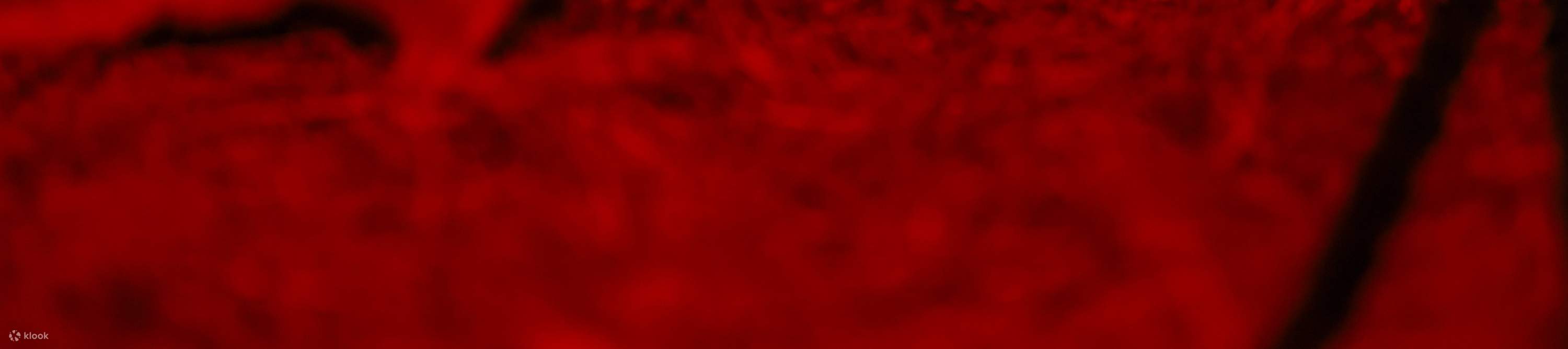 龍柏無尾熊動物園入場門票