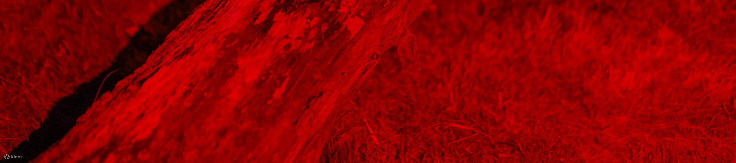 龍柏無尾熊動物園入場門票