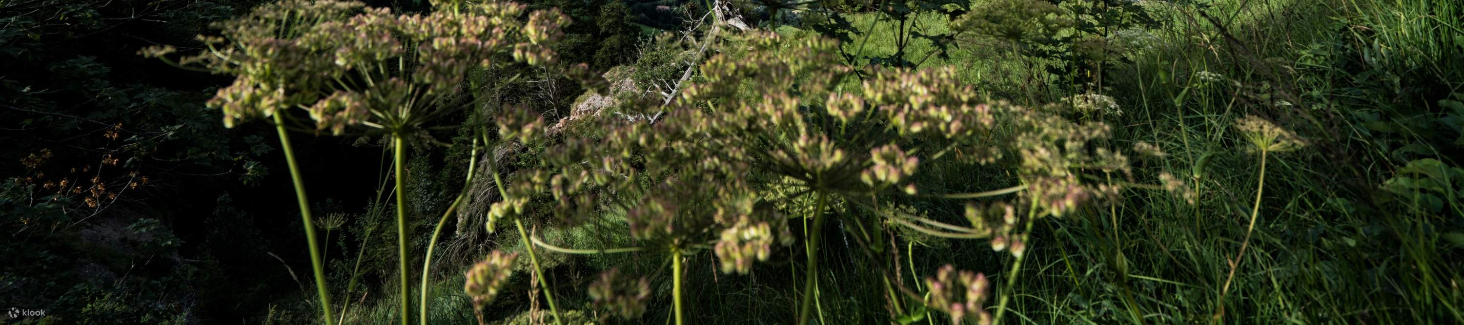 Monte Rigi - Biglietto Regina delle Montagne