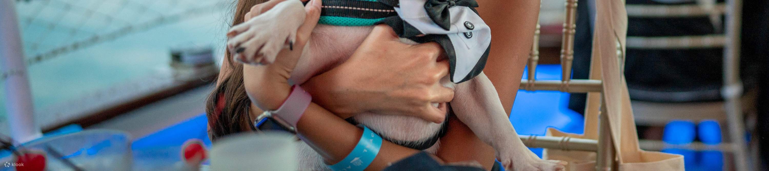 El primer crucero del mundo para perros a bordo del Royal Albatross