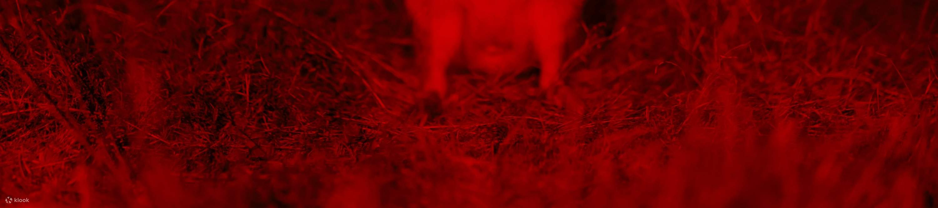 龍柏樹熊動物園入場門票