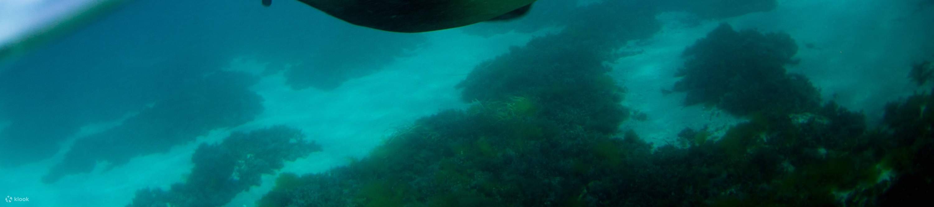 Aventure sous-marine du week-end à Port Lincoln