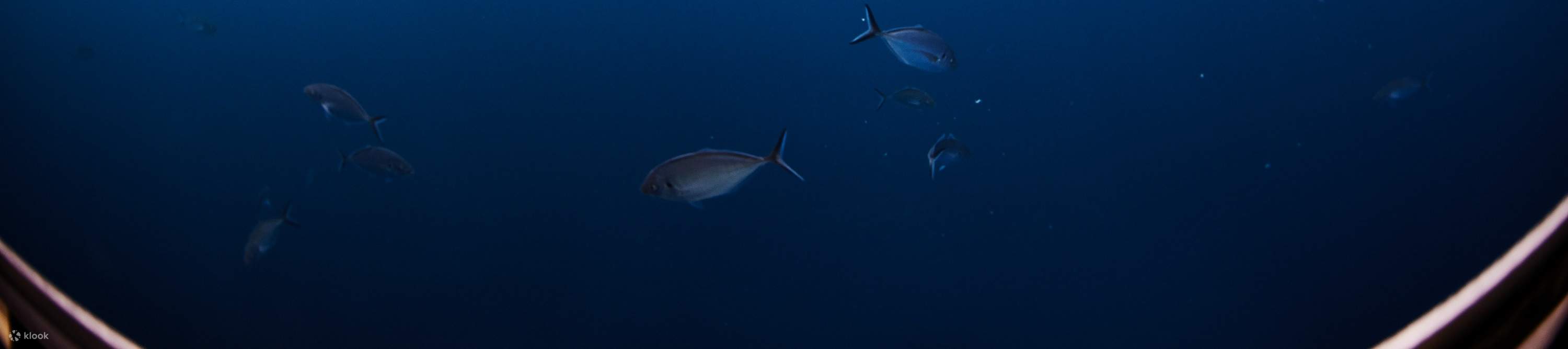 Aventura submarina de fin de semana en Port Lincoln