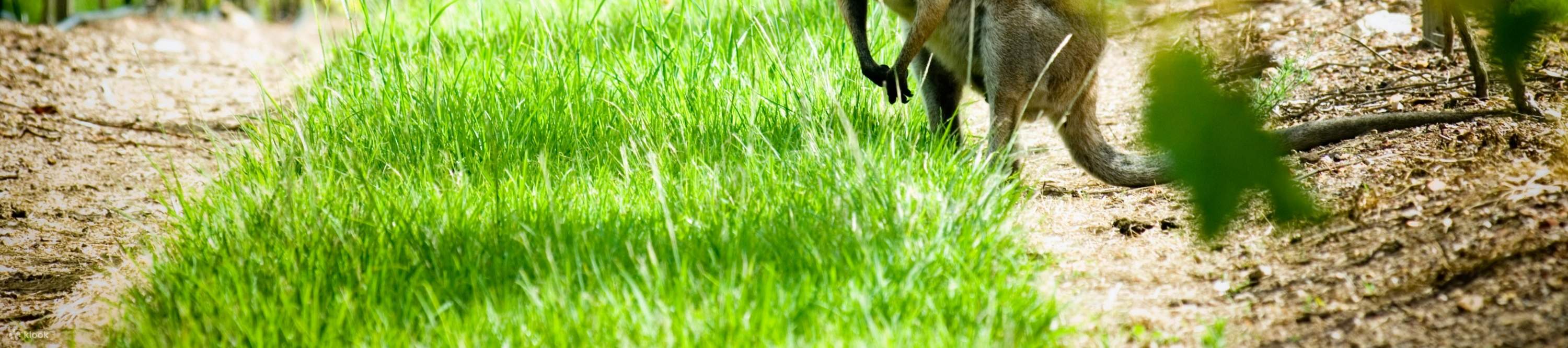 Прогуляйтесь среди виноградников и узнайте о виноделии в Sirromet Winery