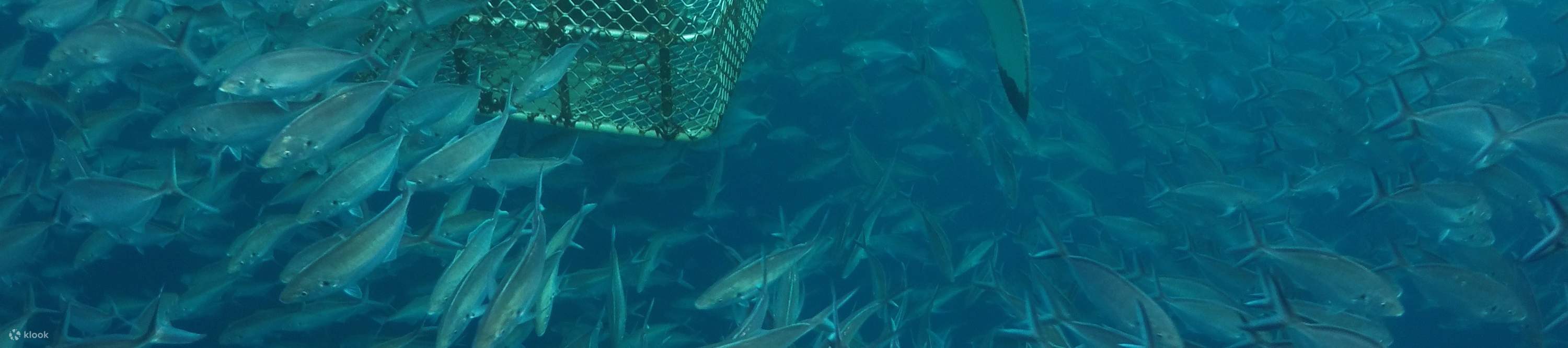 Aventura submarina de fin de semana en Port Lincoln