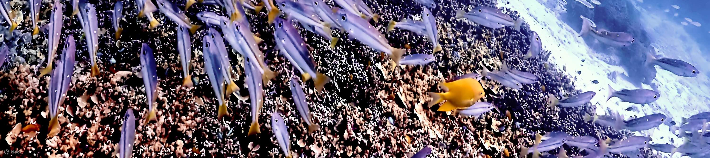 普吉岛潜水体验：麦通私人岛或皇帝岛任你选