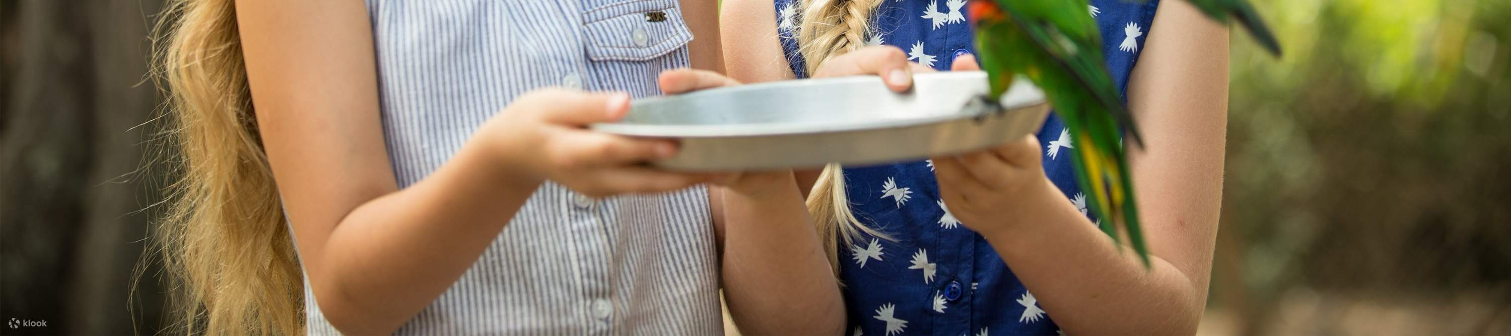 Погуляйте среди разноцветных лорикетов, наблюдая за их трепетанием и взаимодействием в их естественной среде обитания.