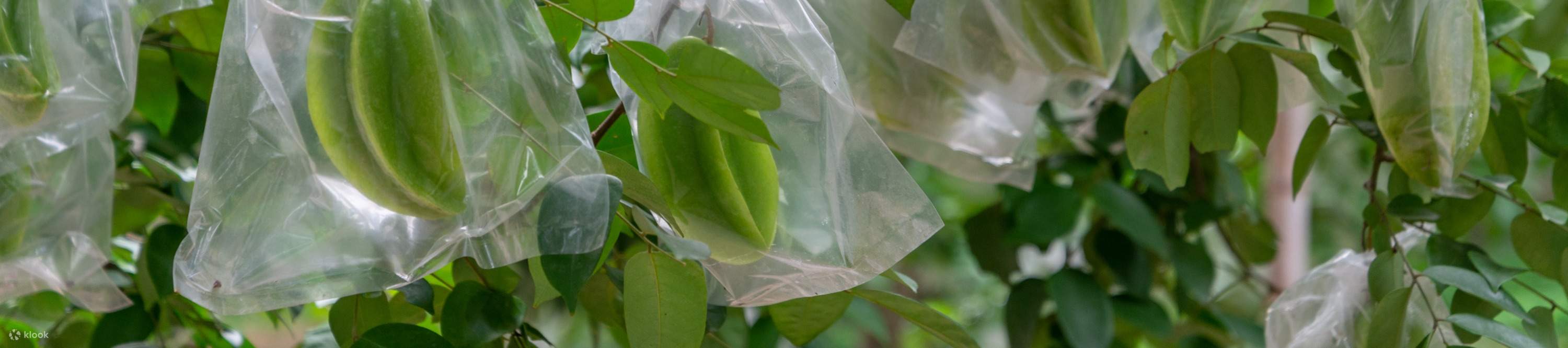 โรงแรมเซินเจิ้น ชิงชิง เวิลด์