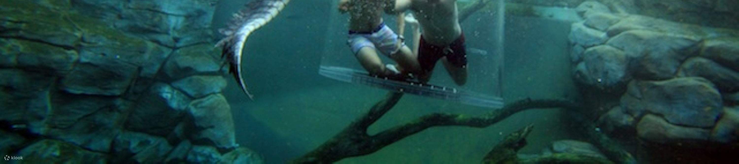 กิจกรรมดำน้ำกับจระเข้