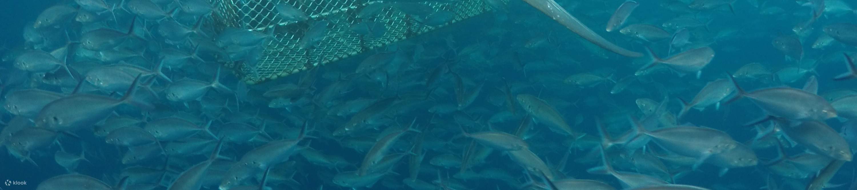 Aventura submarina de fin de semana en Port Lincoln