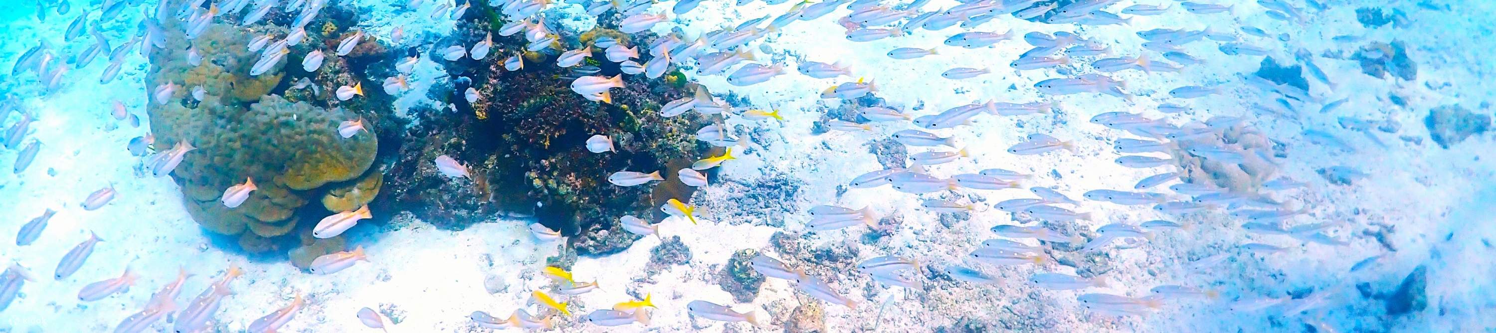 Дайвинг на Пхукете: частный остров Майтон или острова Рача для всех