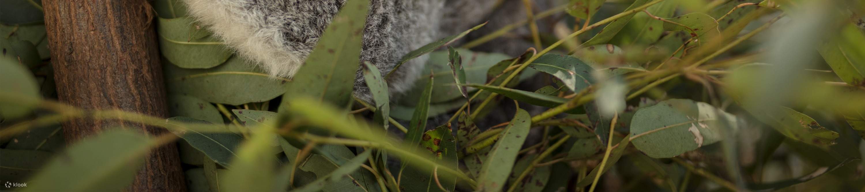 여유로운 야생동물 산책을 통해 코알라를 가까이에서 만나보세요. 동물을 사랑하는 분들에게 안성맞춤입니다.