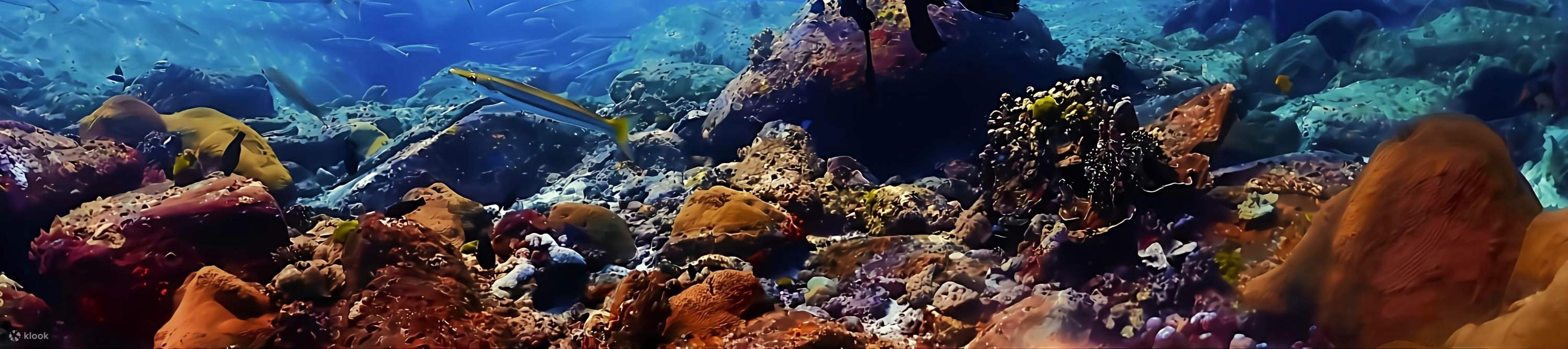 普吉岛拉查岛水肺潜水：1 - 3 潜，适合所有程度