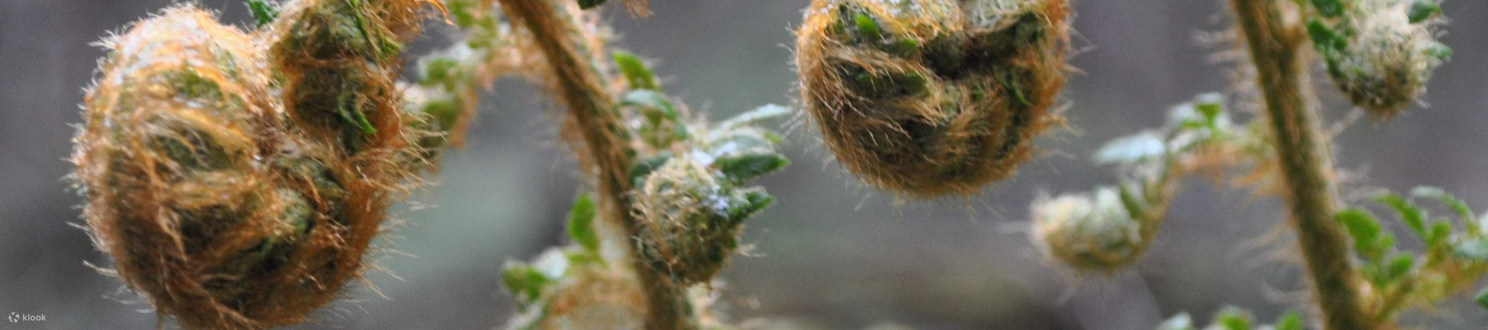 Jumeaux de fougères de Tarraleah