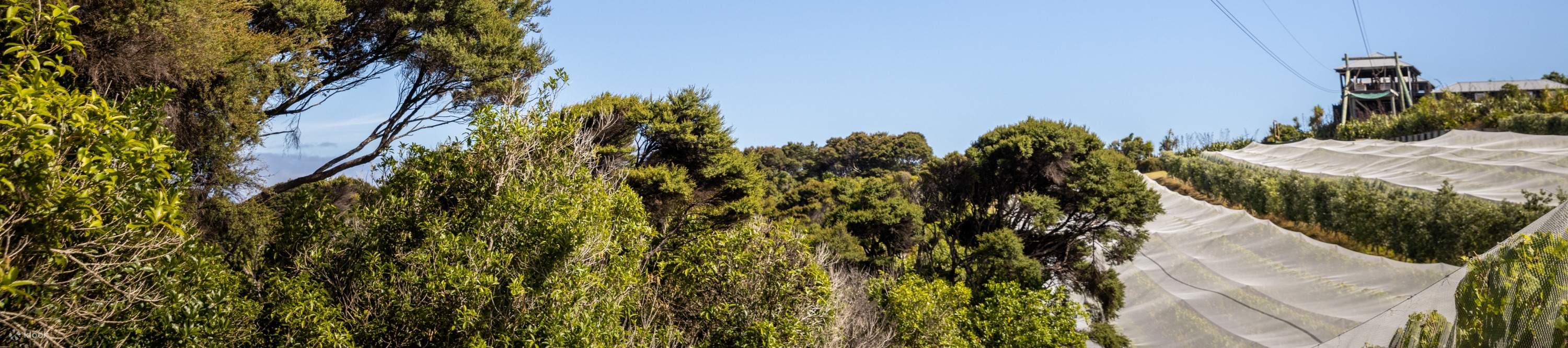 Terbang melalui kanopi puncak pokok