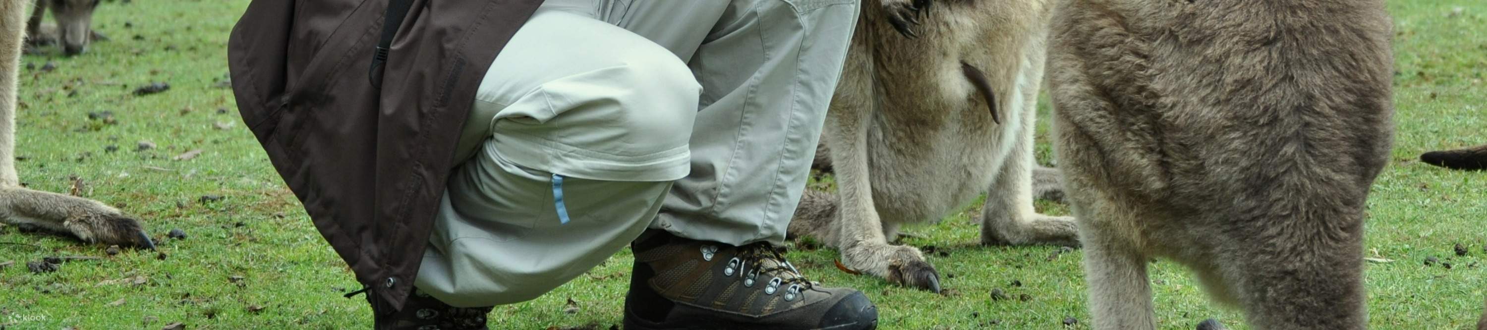 Face à face avec un kangourou