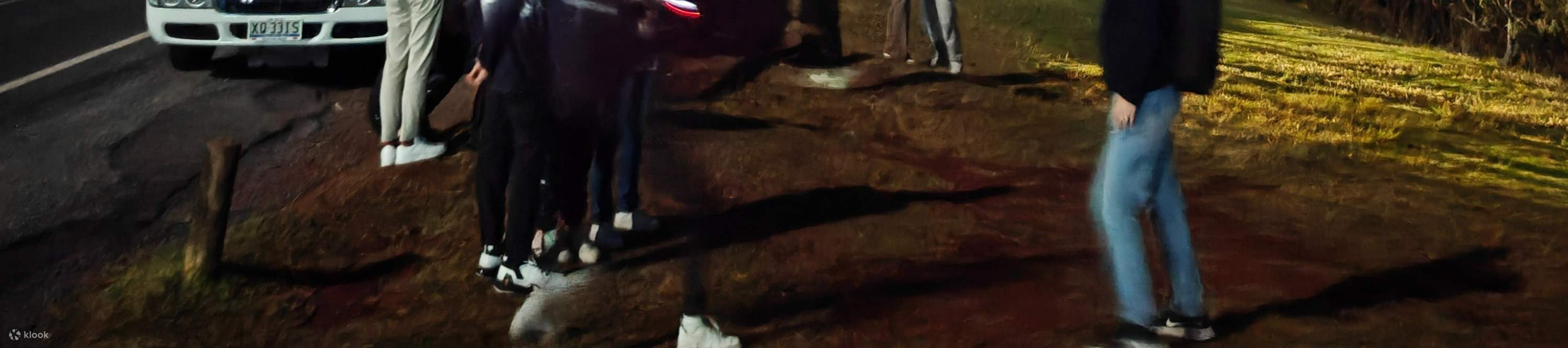 Excursion nocturne aux vers luisants de la Gold Coast avec un guide ...