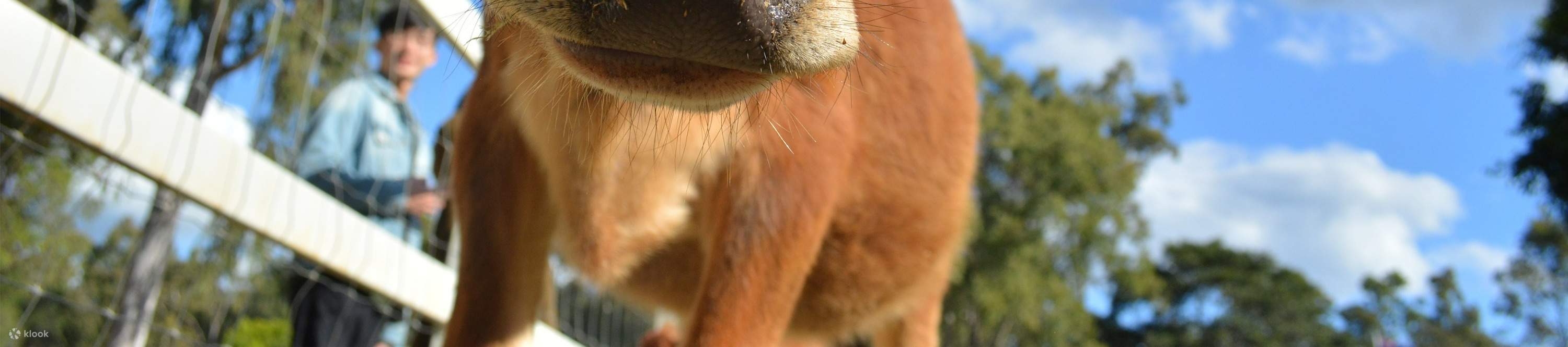 のどかな牧場で草を食む牛たちを眺め、田舎暮らしの真髄に触れてみましょう
