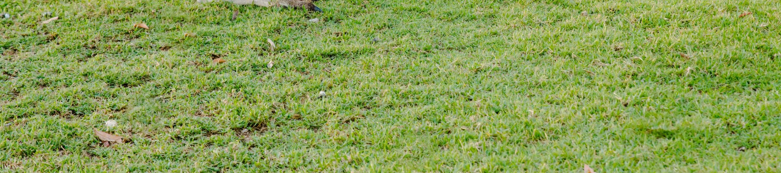 Känguru-Safari & Minigolf im Swan Valley