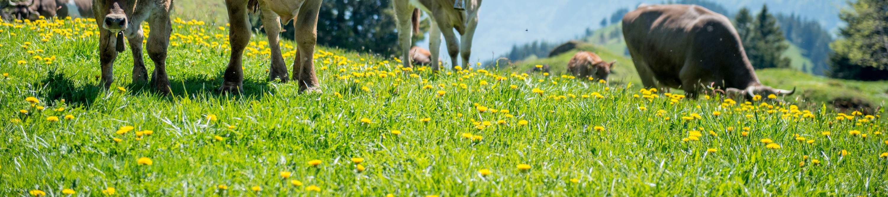 Monte Rigi - Biglietto Regina delle Montagne