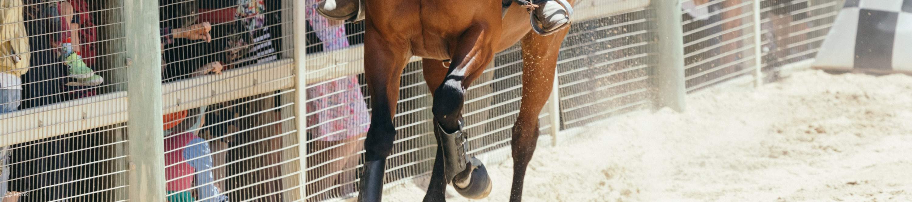 숨 막힐 듯 아름다운 스톡홀스 쇼를 관람하며, 인상적인 기술과 기수와 말 사이의 교감을 느껴보세요.