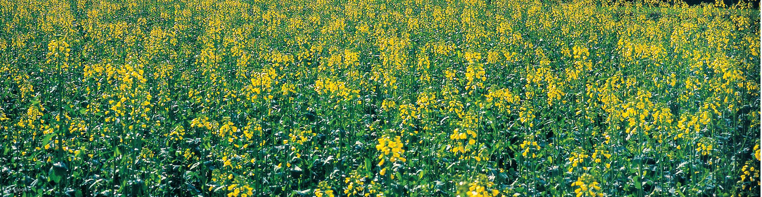 Layanan Sewa Mobil Pribadi Antar Jemput Pulang Pergi dari Kota Zhangjiajie ke Jembatan Kaca Grand Canyon