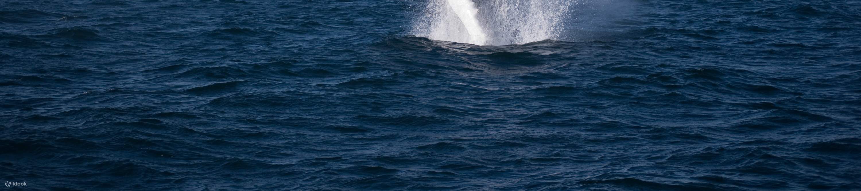 Naiklah ke atas kapal modern di Reykjavík untuk memulai petualangan mengamati paus dan lumba-lumba Anda