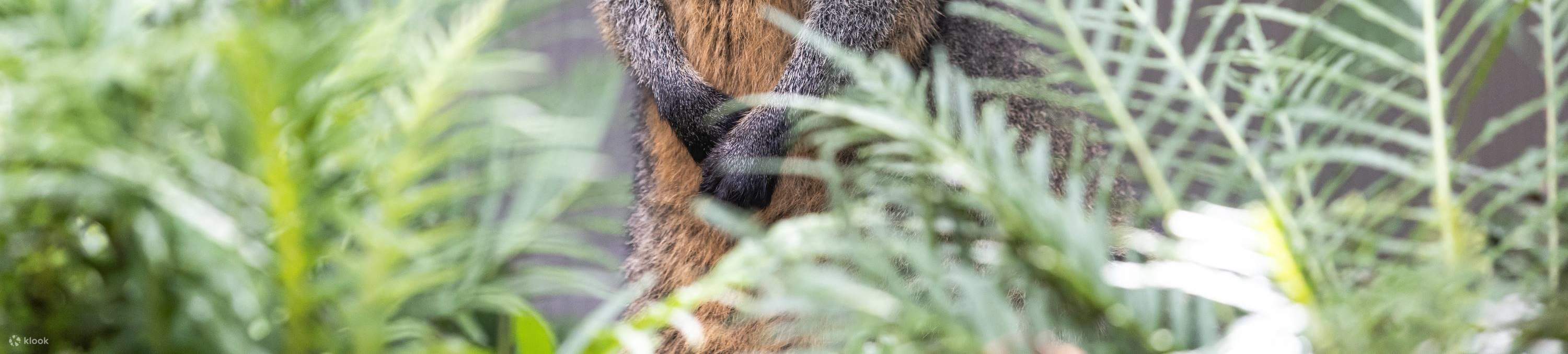 Lawatan Aussie Backyard Adventure