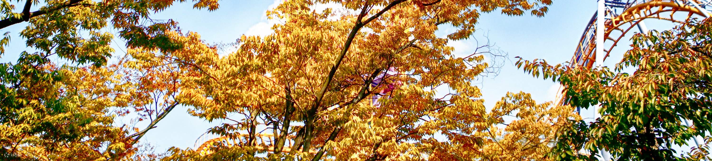 Билет в парк развлечений Seoul Land