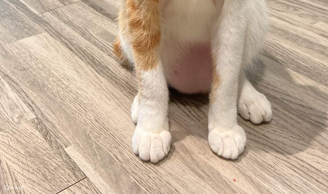 Séance de peinture libre avec des chats par Wildflower Studio