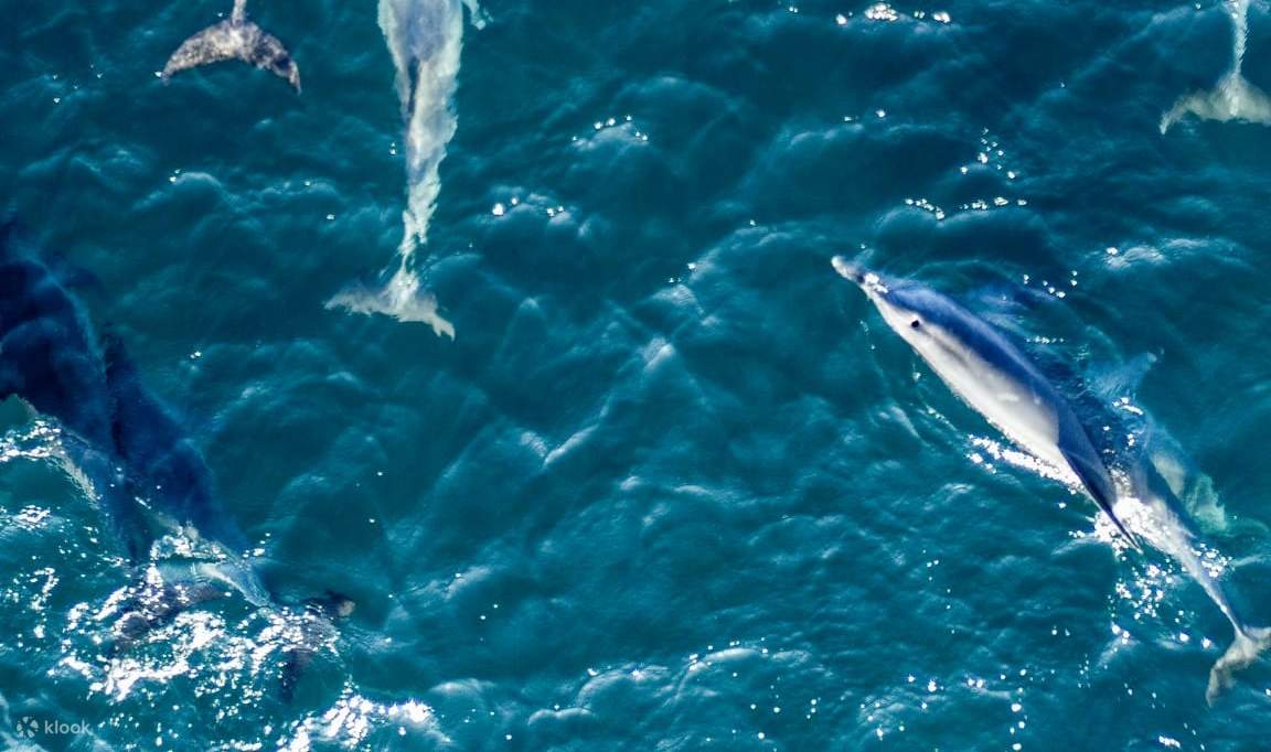 ทัวร์ดำน้ำตื้นเชิงนิเวศดันส์โบโร