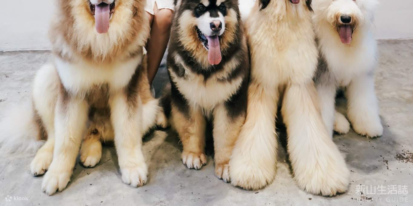 HOME Di Tales of Paws