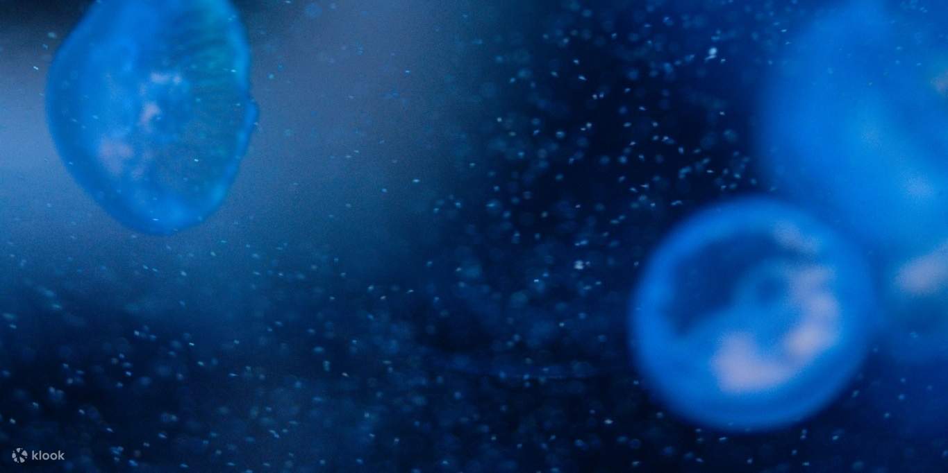 푸켓 아쿠아리아 입장권