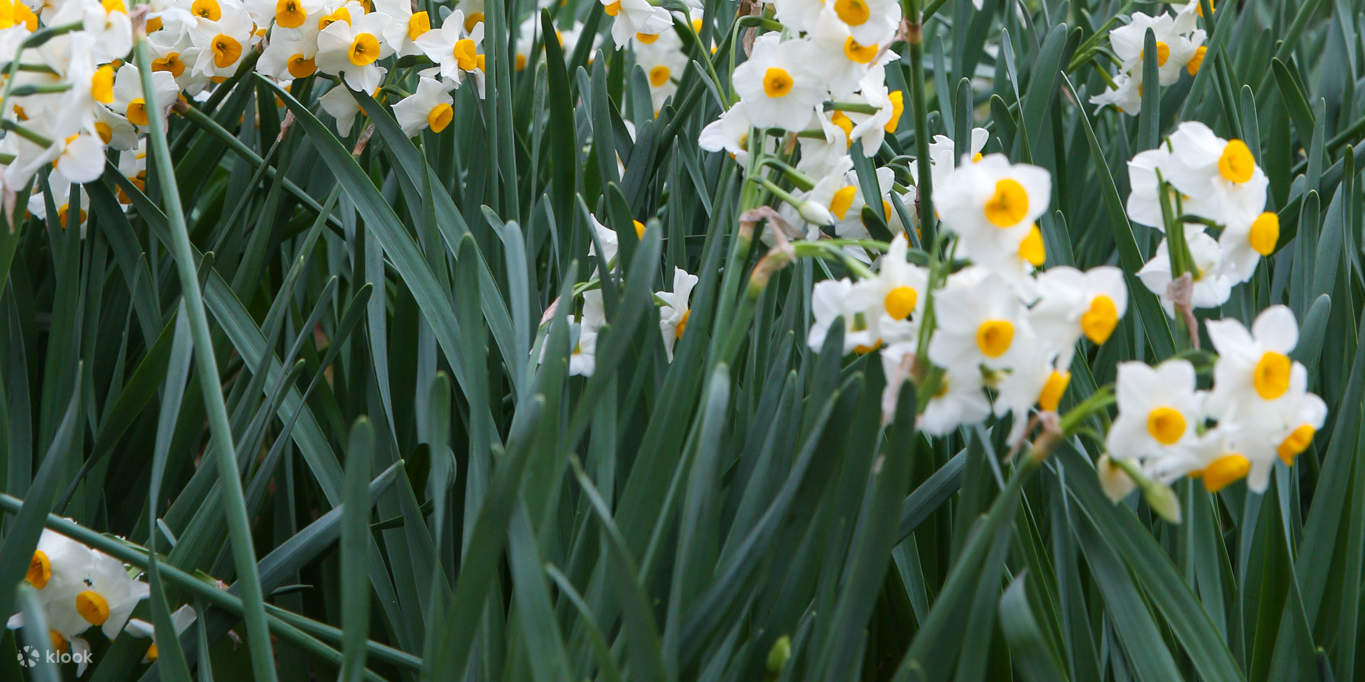 済州 (チェジュ) 翰林公園（ハリム公園）入場チケット