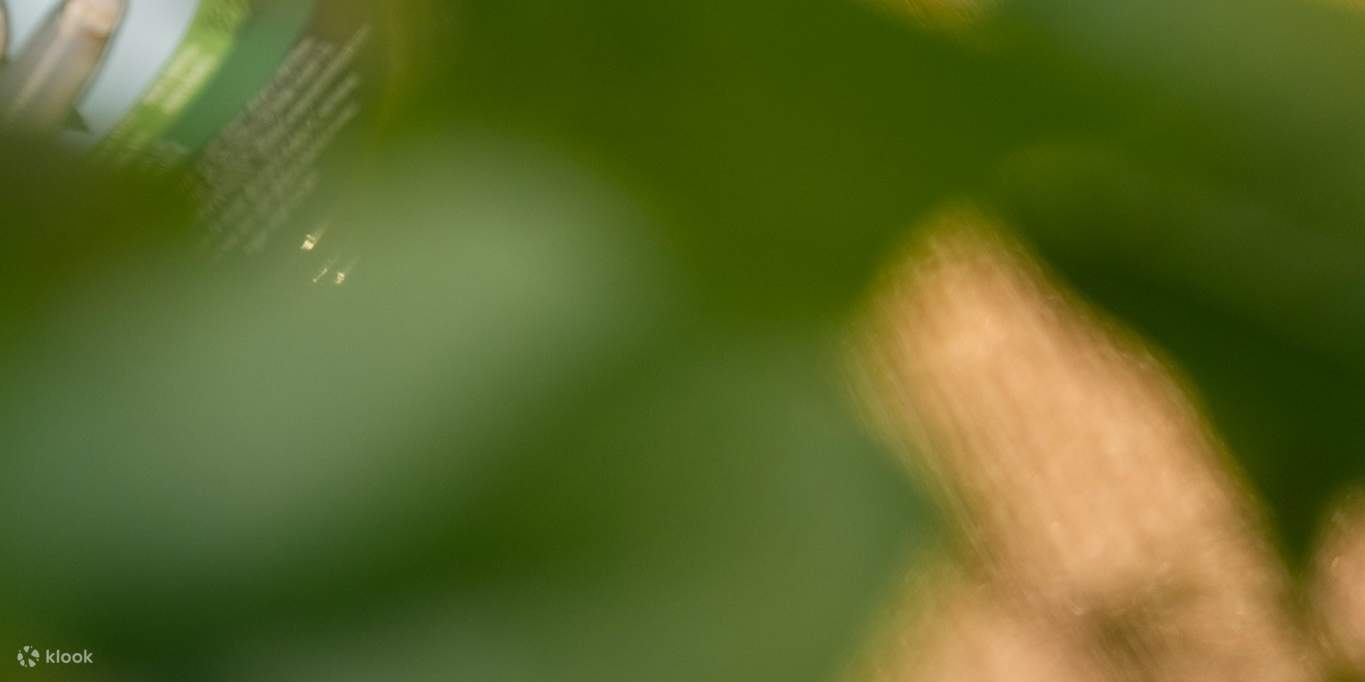 Degustazione di salsa di pesce artigianale vietnamita, la prima del suo genere