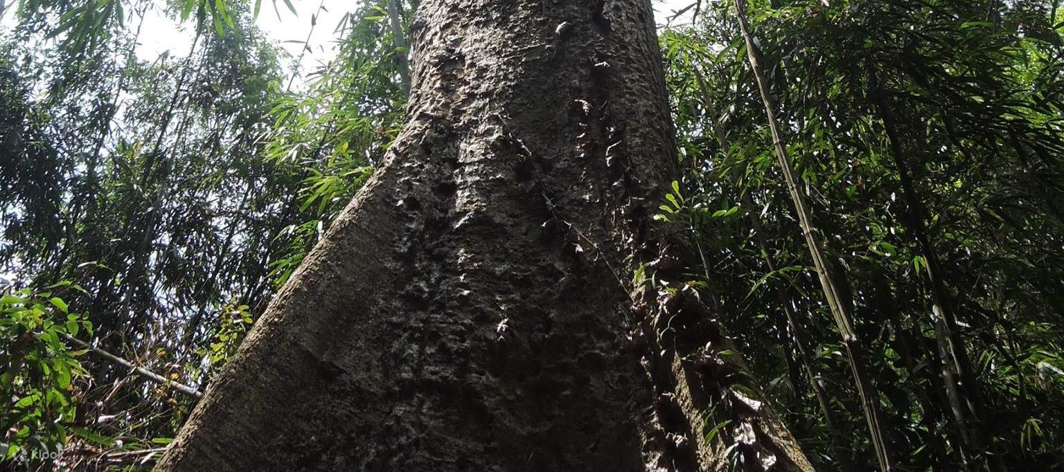 普吉岛滑索体验