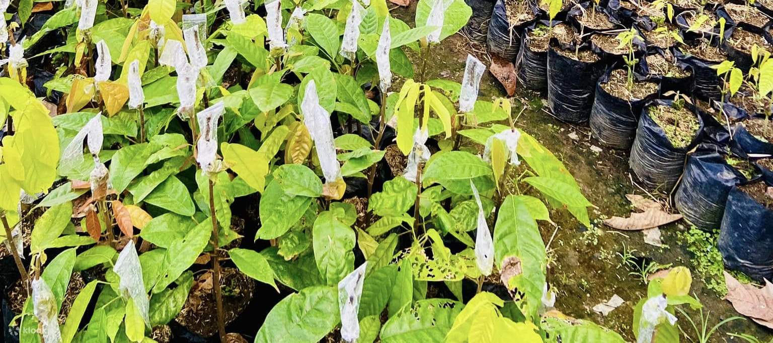 씨앗에서 나무까지 - 고급 초콜릿의 미래를 키워갑니다. 