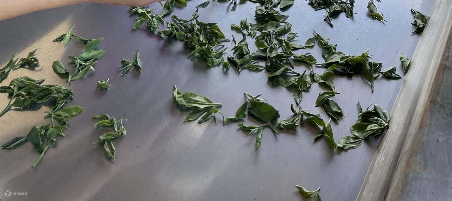 Drei Handpaare filtern die gepflückten Blätter