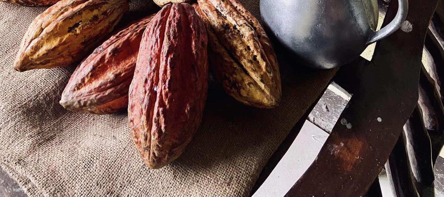  세계적인 수준의 크리올로 카카오를 생산하기 위한 크리스 파드리가 씨의 헌신을 기념하며, 카카오 농업의 우수성을 만나보세요!