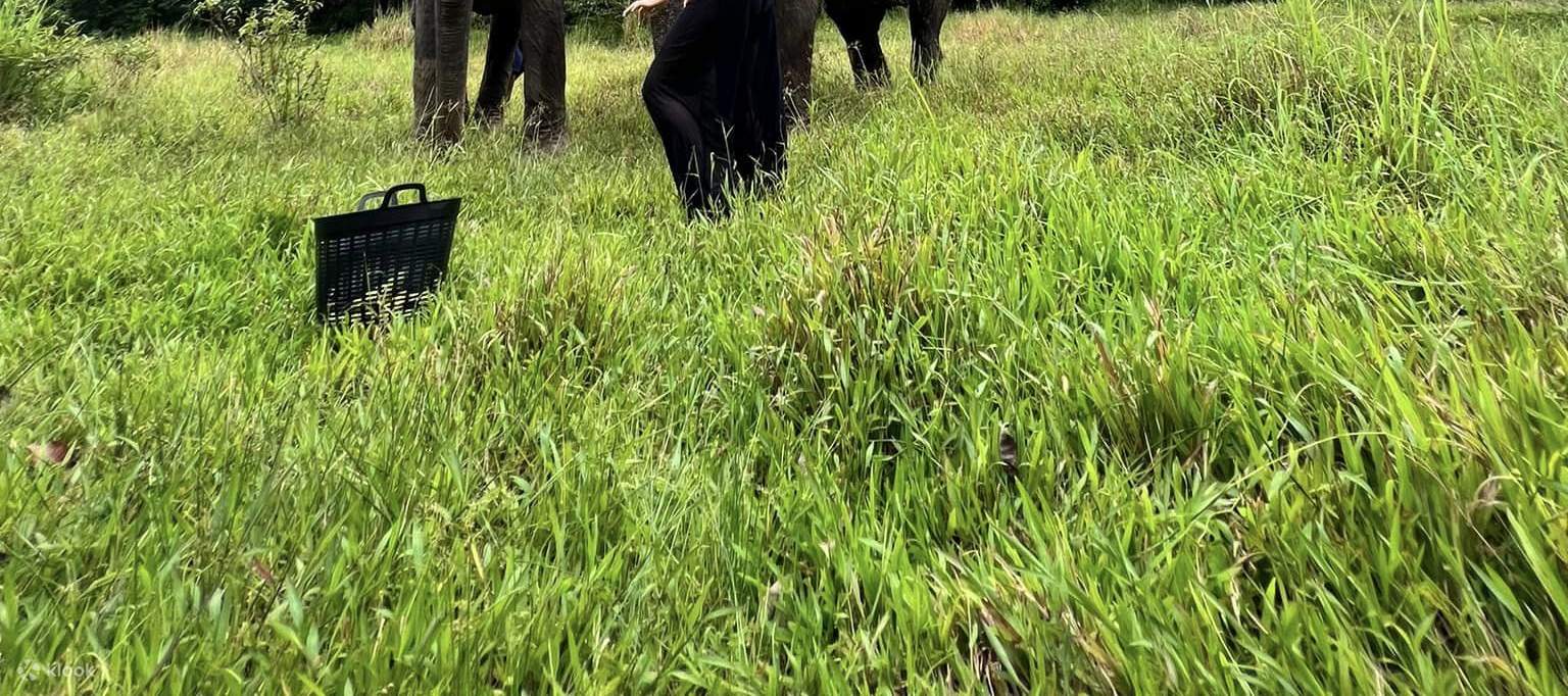 La experiencia del santuario de elefantes de Krabi