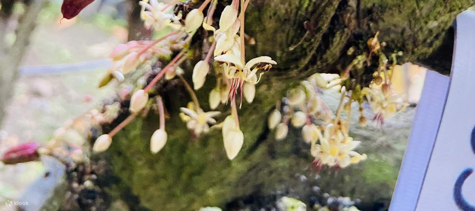 최고의 초콜릿 이야기가 시작되는 곳, 자연이 선사하는 황금빛 열매를 만나보세요. 