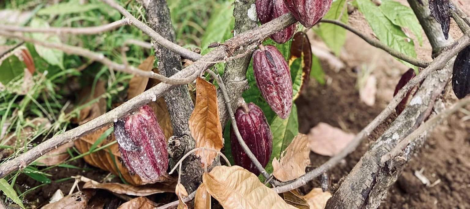 Des cabosses de cacao fraîches, débordantes de la promesse d'un chocolat riche et savoureux.