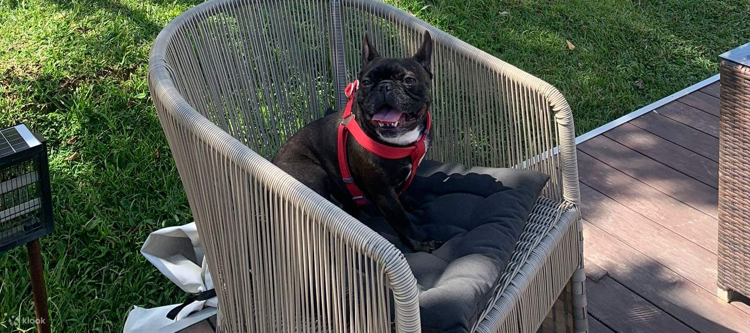 Animali ammessi - Tenda standard per osservazione delle stelle