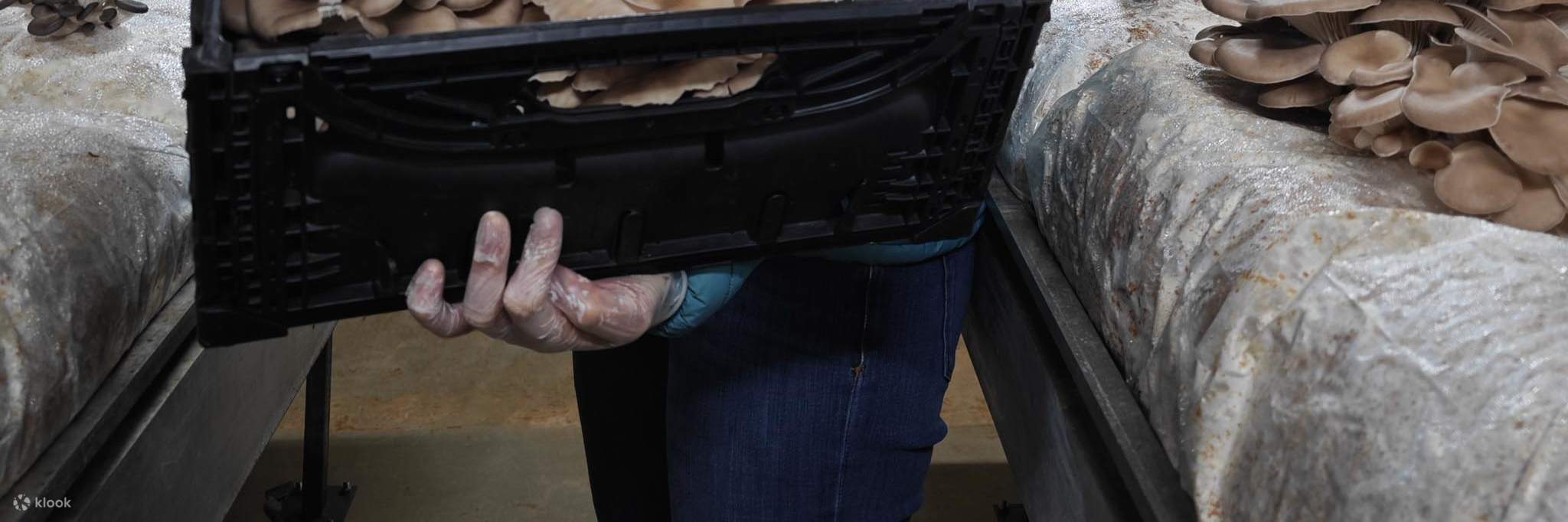 Silvia đang cầm một thùng IFCO màu đen đựng đầy nấm ăn tươi.