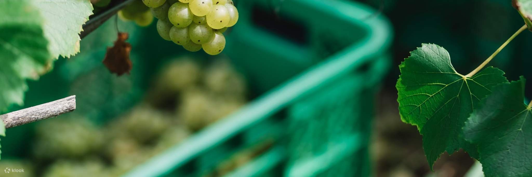 Anggur putih untuk anggur